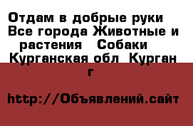 Отдам в добрые руки  - Все города Животные и растения » Собаки   . Курганская обл.,Курган г.